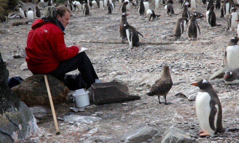 Field work among a colony of gentoo penguins on South Georgia
